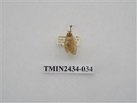 藏品(雙線苔蛾)的圖片